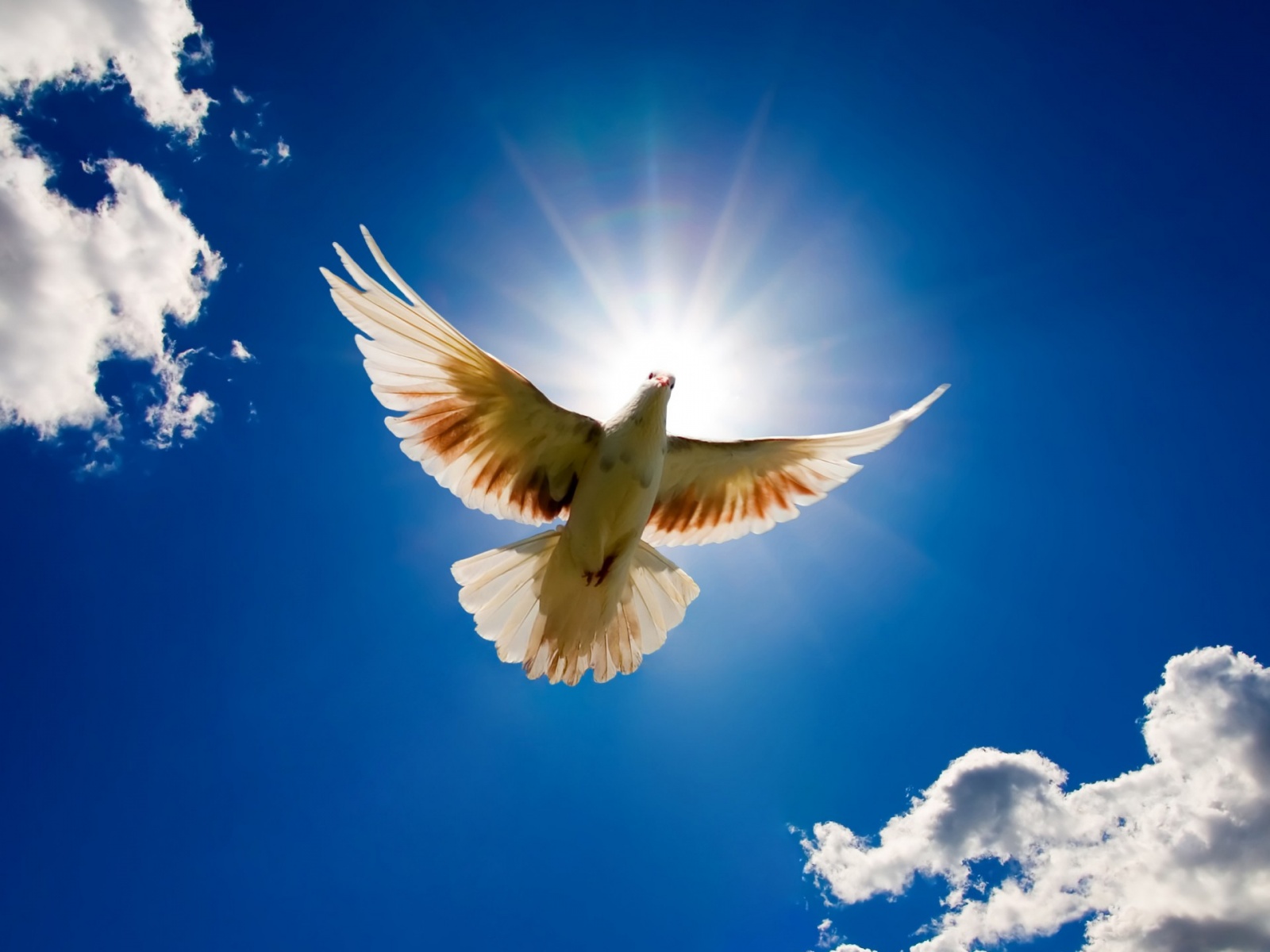 Dove representing the Holy Spirit revealing truth and empowering the greater works of Christ